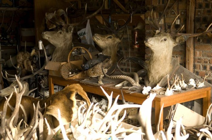 Taxidermy show world video championships animal nytimes than