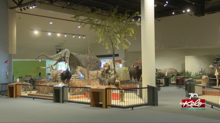 Taxidermy Safety: 9 Precautions to Protect Yourself