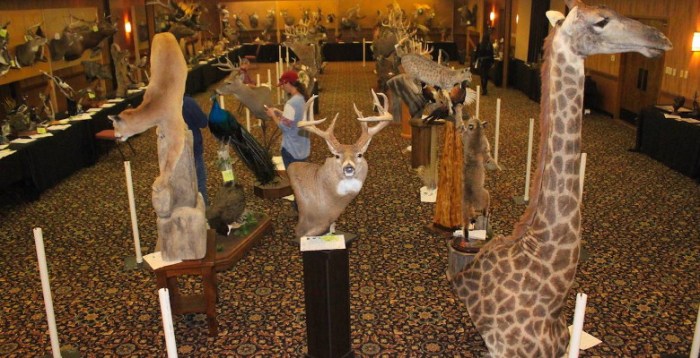Taxidermy Competitions: 3 Ways to Showcase Your Skills