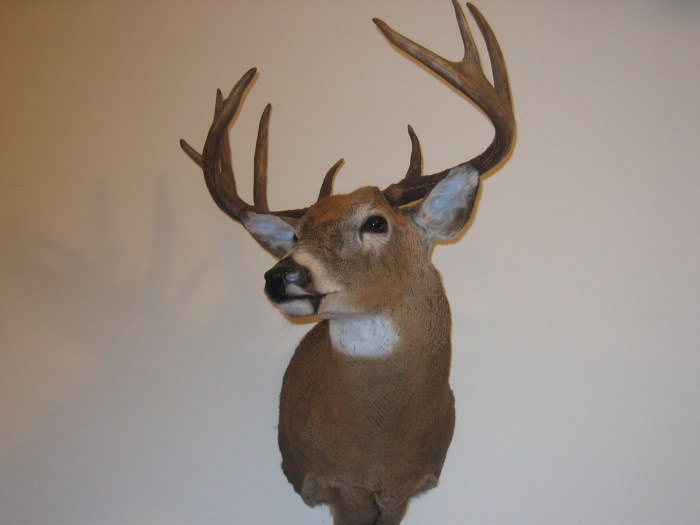 The Complete Guide to Taxidermy: 50+ Species Covered