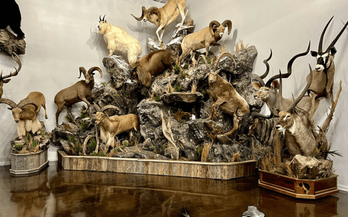 Taxidermy for Display: 6 Creative Presentation Ideas