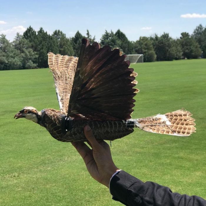 Trophy hog taxidermy