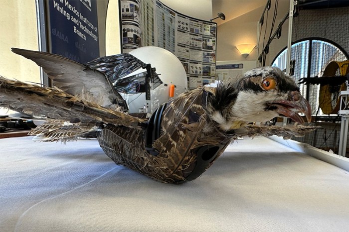 How to Taxidermy a Bird: 8 Detailed Steps