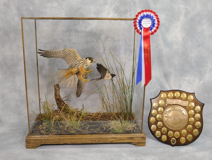 Turkey mounts taxidermy hunting award decor winner wild 2007 group natural history saved bird