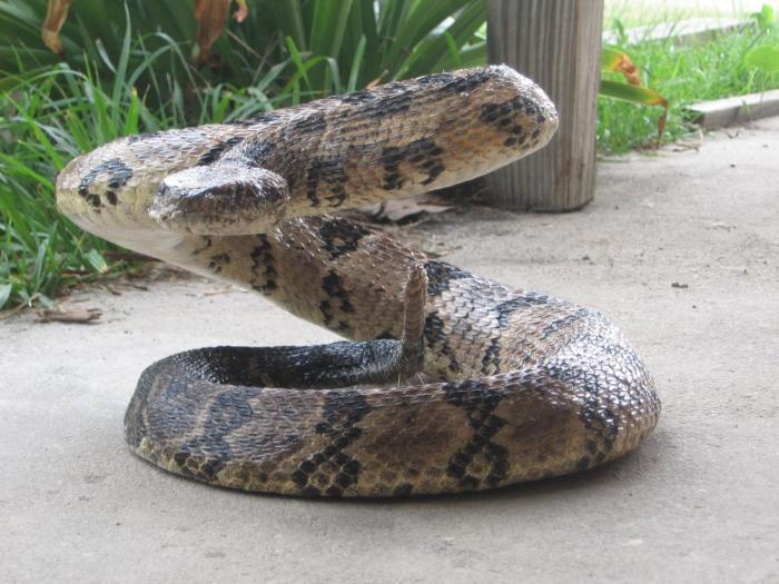 Caiman dwarf taxidermy reptile evelyn mills lizard popolo dragon di