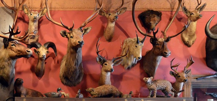 Museum taxidermy du curiosity taxidermie article human decor hyperallergic display artist natural