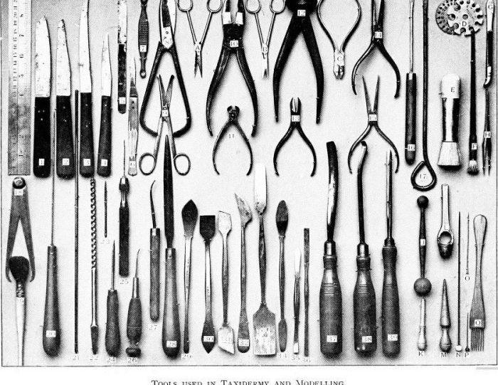 Tool box fish tools retail taxidermy price