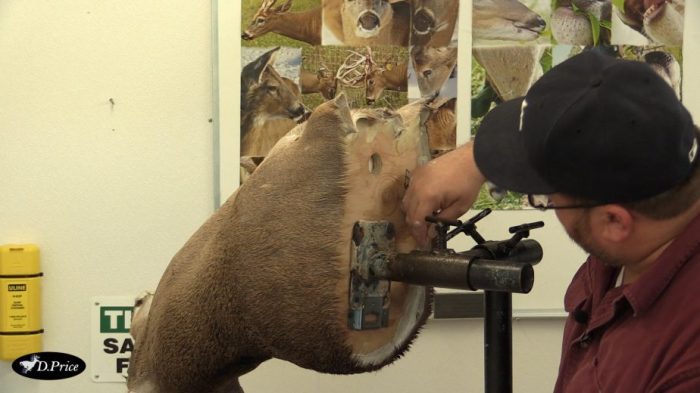 Taxidermy raccoon mount 1594 mounts Taxidermy raccoon mount 1594 mounts