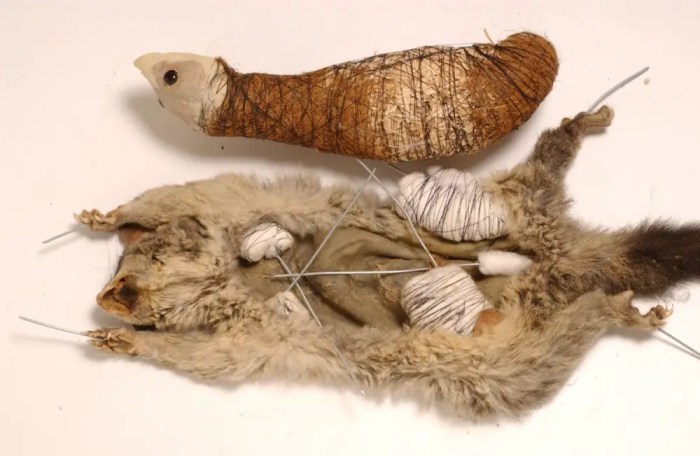Taxidermy