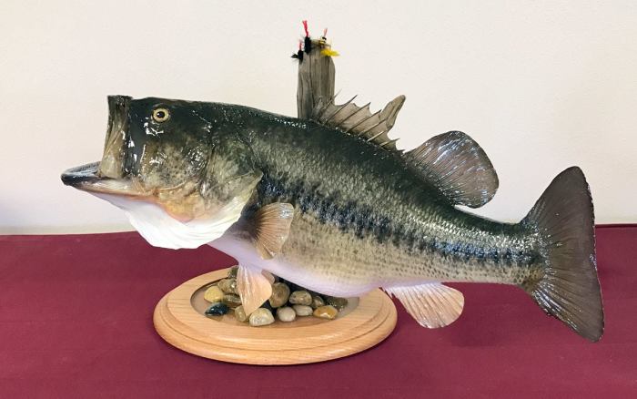 Fish taxidermy examples below please galleries work click our see