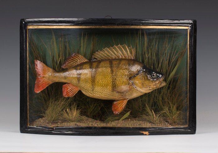 Taxidermy and Scientific Research: 6 Contributions