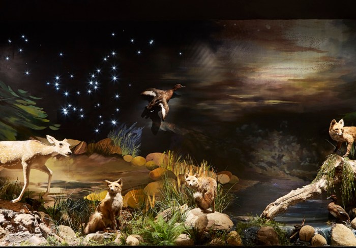 The Aesthetics of Taxidermy: 6 Design Principles