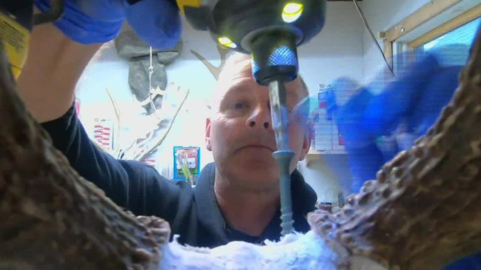 Perfecting Reptile Taxidermy: 10 Expert Tips