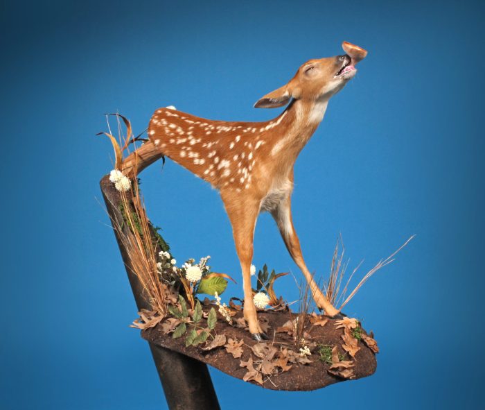 The Philosophy of Taxidermy: 12 Contemplations