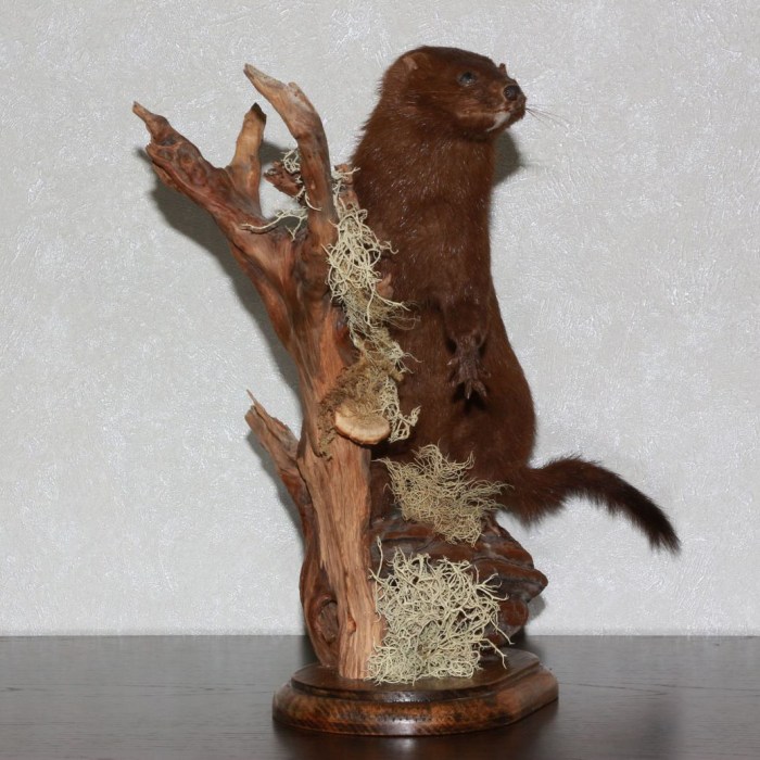 Taxidermy and Scientific Research: 6 Contributions