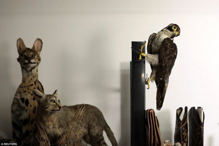 Paris deyrolle taxidermy parisian spots magic favorite hip blog museum 2012