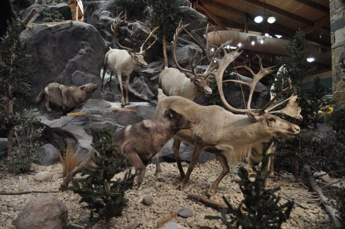 The Global Reach of Taxidermy: 10 International Events