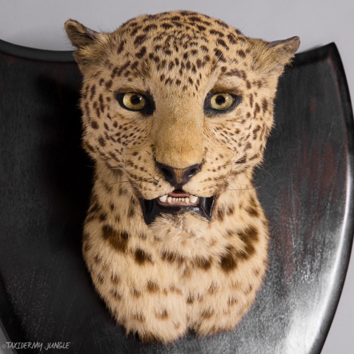 The Historical Accuracy of Taxidermy: 8 Examples