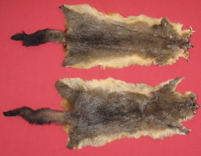 Taxidermy and Ethical Sourcing: 5 Considerations