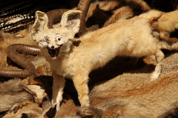 Taxidermy as a Therapeutic Tool: 9 Healing Stories