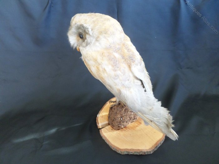 Taxidermy display case price inch per simple cover glass bird cases buteo