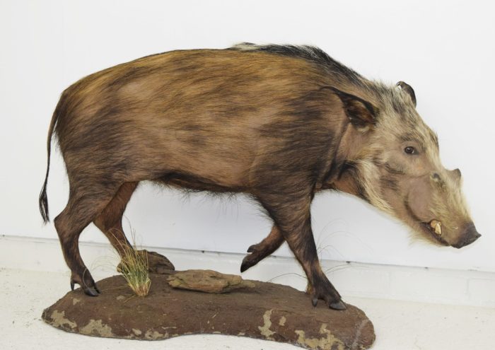 Taxidermy and Scientific Research: 6 Contributions