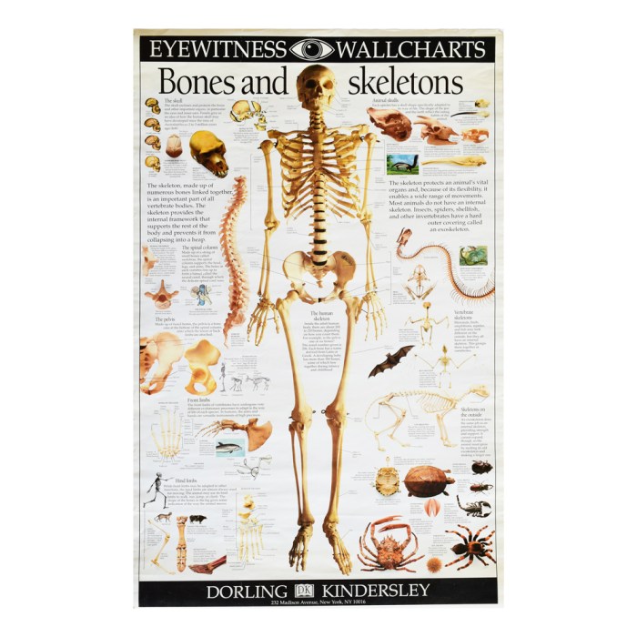 Milestones vertebrate Milestones vertebrate