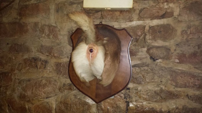 Taxidermy as a Therapeutic Tool: 9 Healing Stories