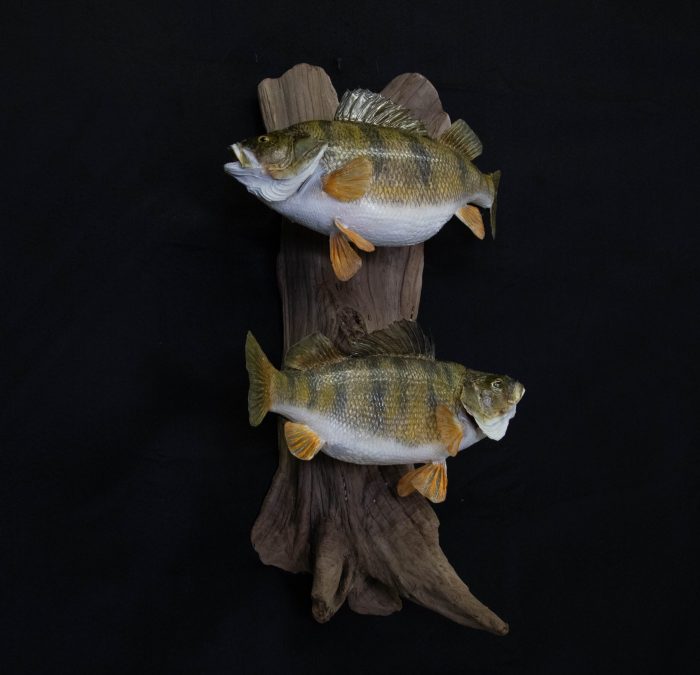 Taxidermy and Collaboration: 10 Joint Projects