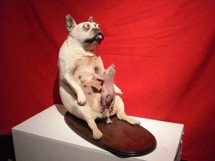 Taxidermy and Technological Advancements: 9 Innovations