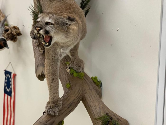 Taxidermy faces clark geographic skin surreal choose