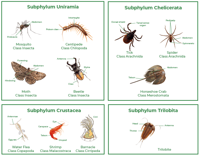Taxidermy for Arthropods: 7 Specialized Methods