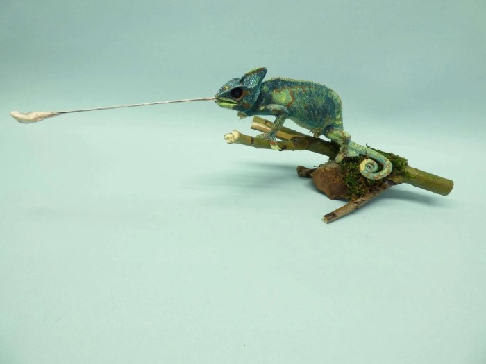 Taxidermy reptile lengacher mounts