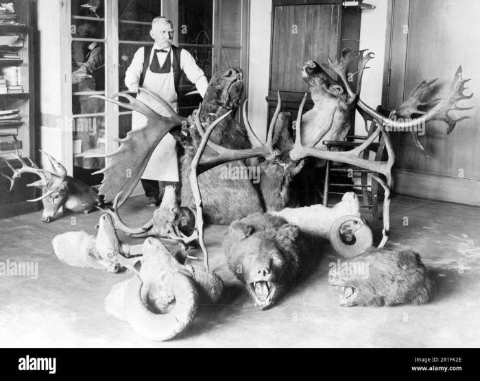 Bear head taxidermy rowland ward trophy heads mounts ephemera domes skins cases miscellaneous natural history full