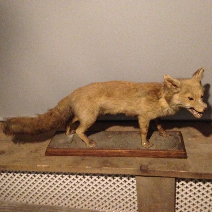 The Artistic Expression of Taxidermy: 11 Unique Styles