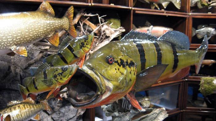 Fish bass peacock taxidermy mount