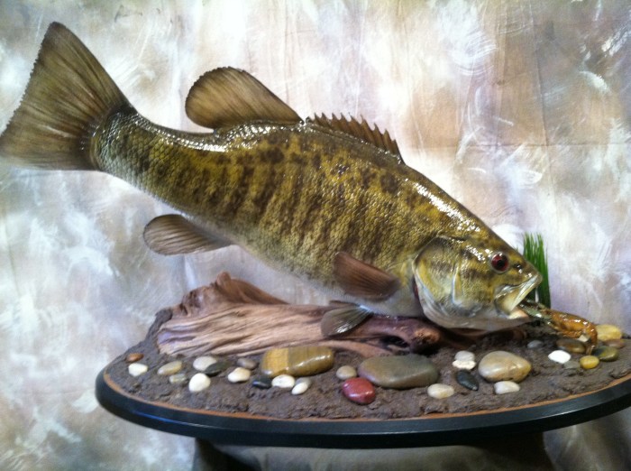 Taxidermy mounts largemouth