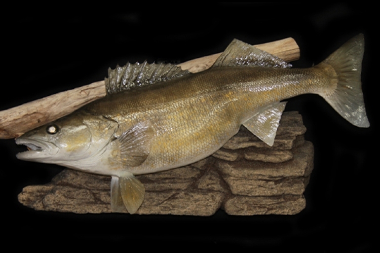 Mounts walleye fish taxidermy american species custom replica replicas northern variances color