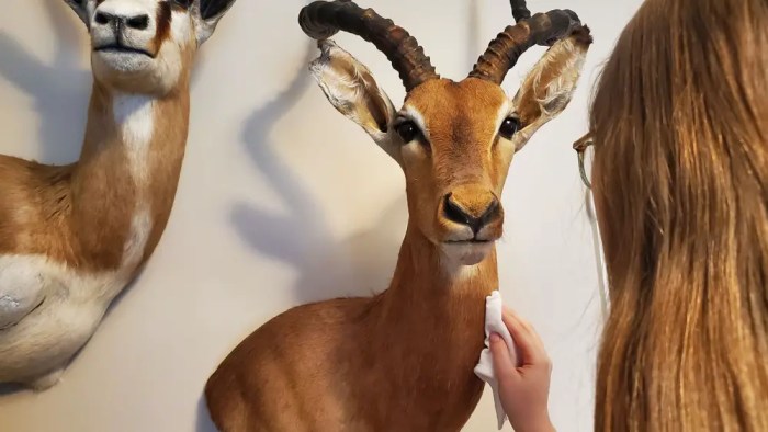 Perfecting Reptile Taxidermy: 10 Expert Tips