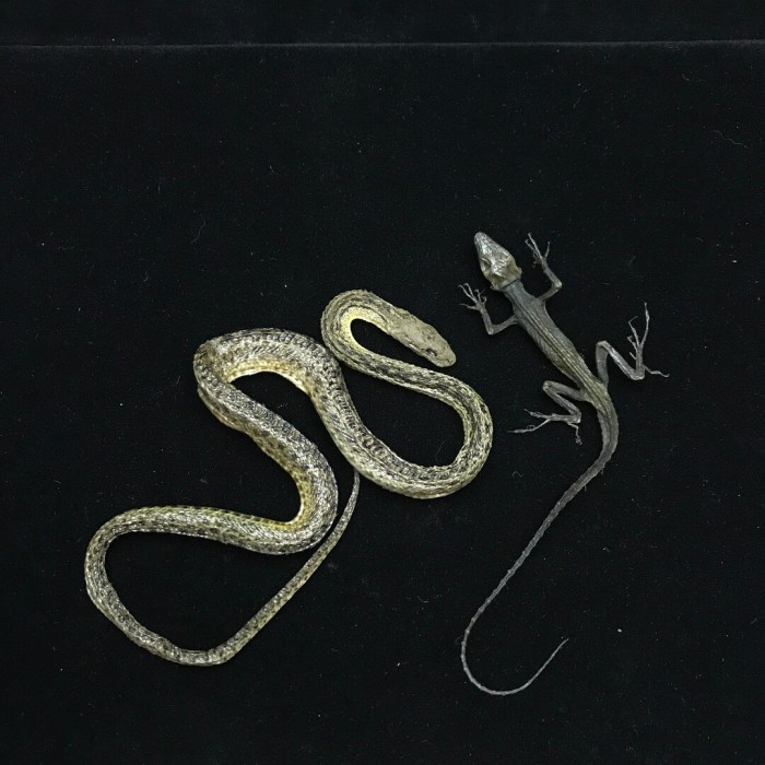 Perfecting Reptile Taxidermy: 10 Expert Tips