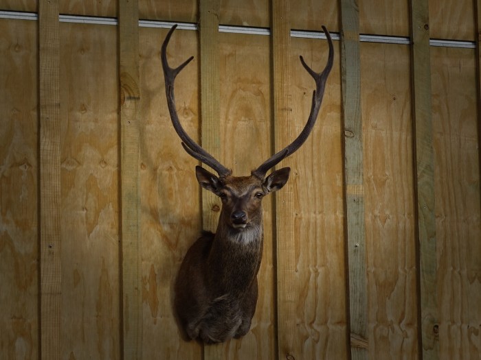 The Craftsmanship of Taxidermy: 6 Artisanal Skills