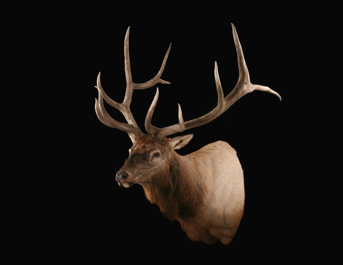 Elk taxidermy mammal