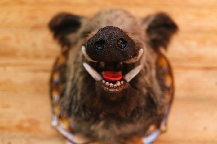 Perfecting Mammal Taxidermy: 8 Expert Secrets