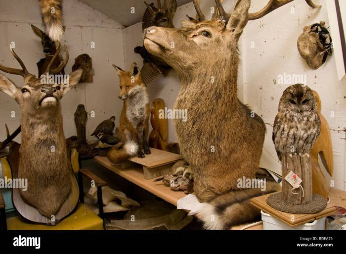 Taxidermy deer shoulder mount mule sale 1512 sku