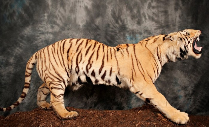 Taxidermy and Storytelling: 11 Ways to Narrate