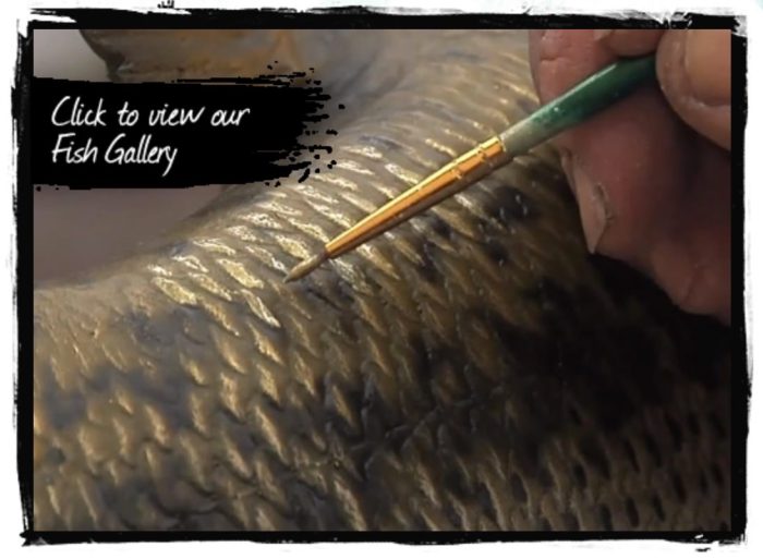 Fish taxidermy replica mount