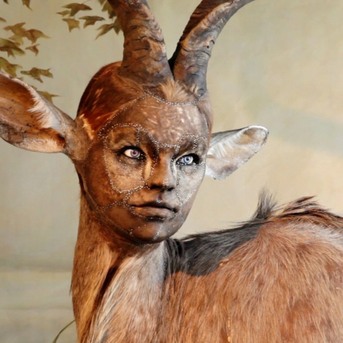 Taxidermy museum taxidermists gore museums meet working female into our queensland alison douglas animals credit her Taxidermy museum taxidermists gore museums meet working female into our queensland alison douglas animals credit her