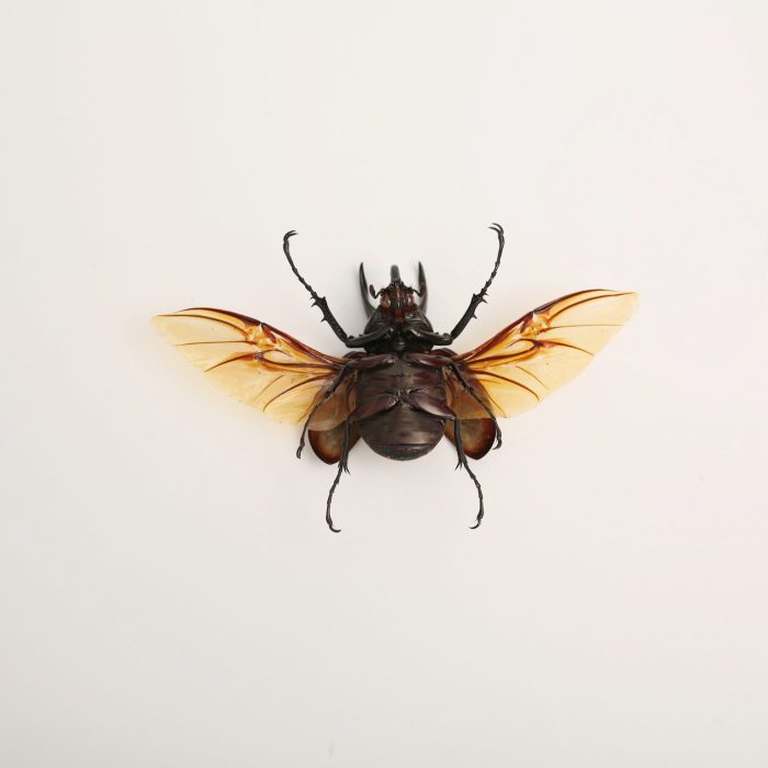 Beetle dehydrated sourced preserved ethically caucasus taxidermy