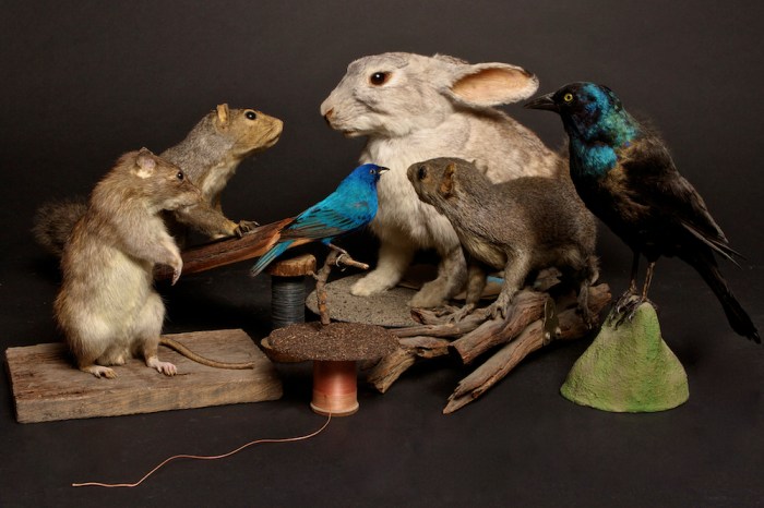 Taxidermy as a Form of Documentation: 5 Scientific Methods