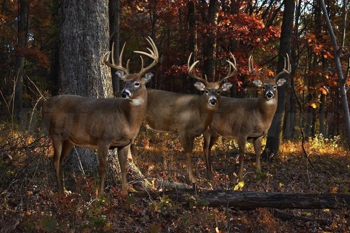 Taxidermy and Digital Fabrication: 4 Modern Techniques